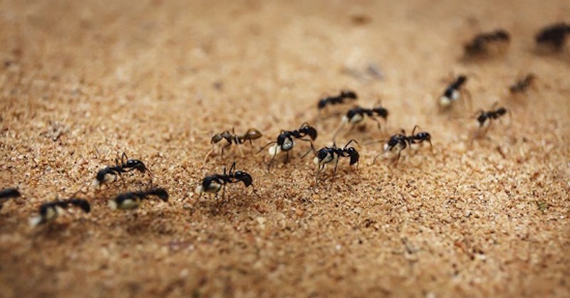 trail-of-ants